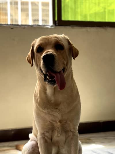 Labrador pedigree available for STUD only