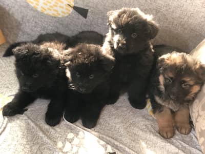 pure triple coat  black GSD