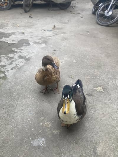 Ducks Pair for sale