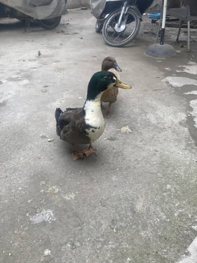 Duck Pair for Sale