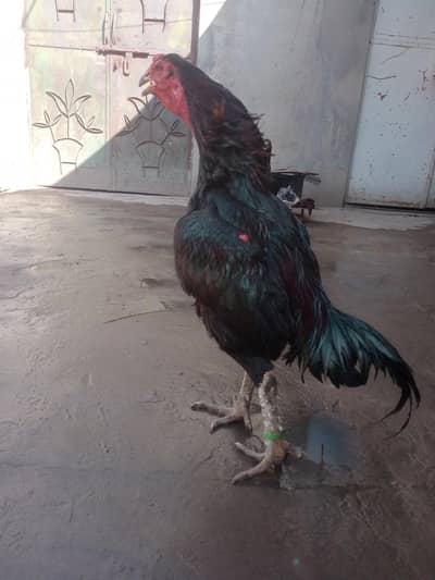 Pure Thai aseel (03245871703) number