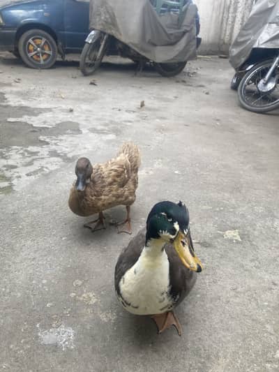 Duck Pair for Sale