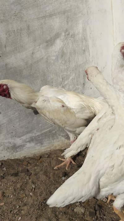 o shamo 2 female 1 male