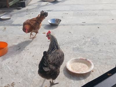 2 Desi Hens