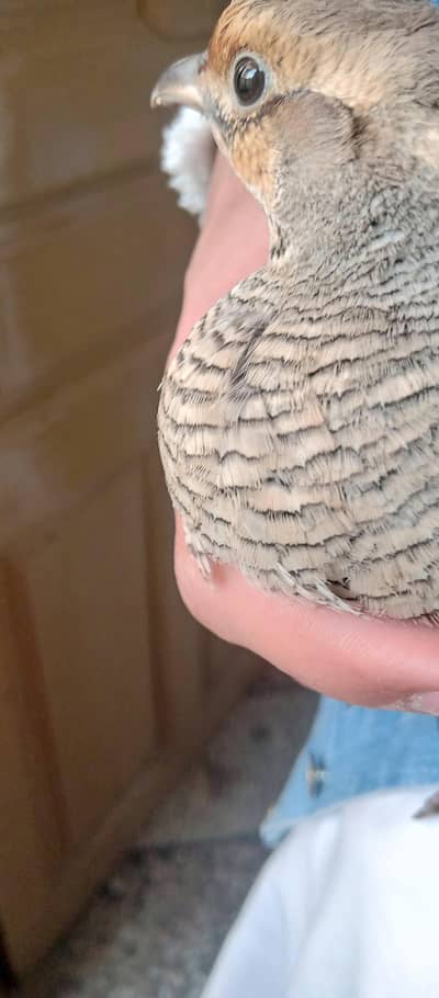 Female Teetar Top Quality Grey Teetar – Shandar Grey Francolin