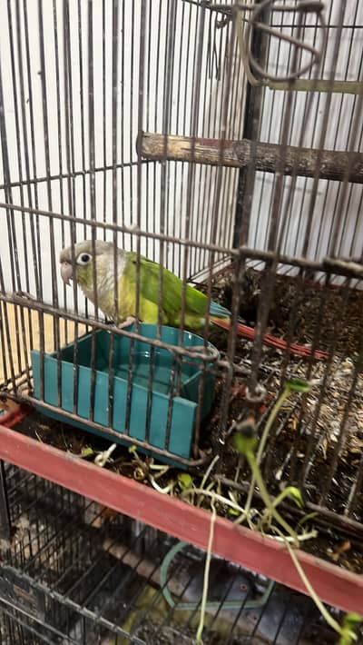 Pineapple conure, green chick conure, love bird, cocktail, green parro