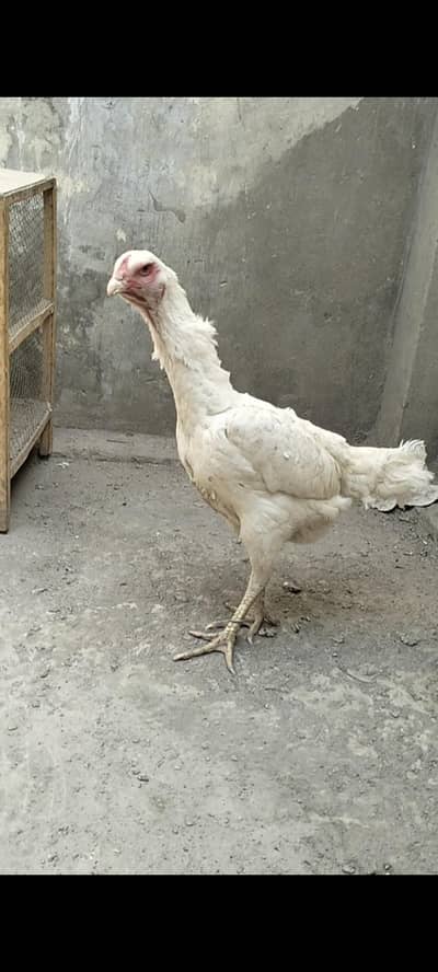 WHITE SHAMO FEMALE FOR SALE