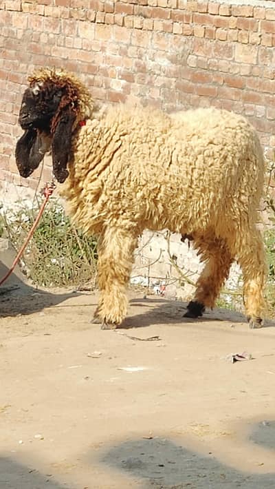 desi chatra for sale