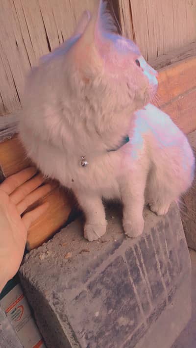 Persian double cout doll face