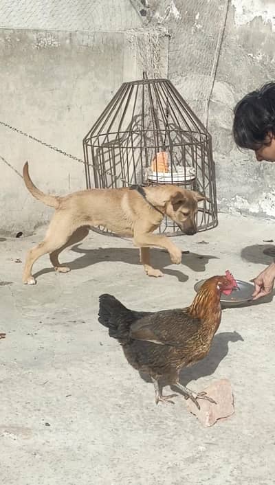 Belgian | Alsatian | Bakarwal | Shepherd guard dog for farms