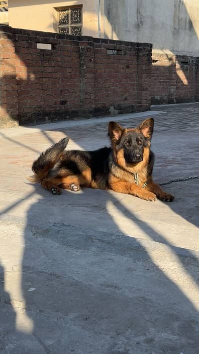German Shepherd Long Coat Male