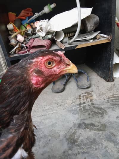 pure Aseel Thai cross murgi active and healthy