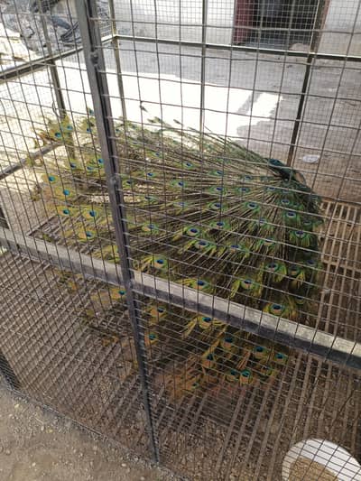 peacocks and pinjara