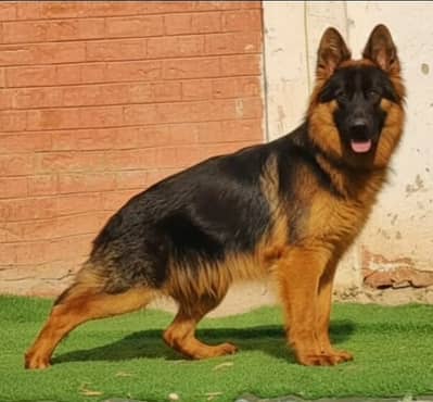 German Shepherd Male Dog / Long Coat / Double Coat / GSD dog