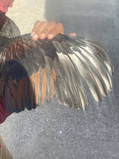 Lakha Mianwali Aseel Patha for Sale