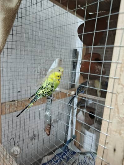 Australian parrot, love birds, Today. Australian Today.