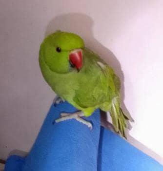 GREEN RINGNECK CHICK AND LOVE BIRDS ( FISHER )