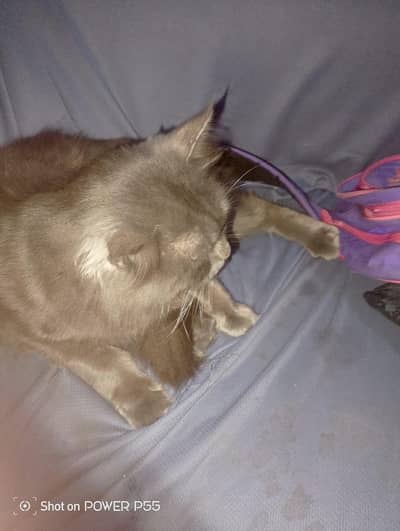 03032307578 boht khubsort h