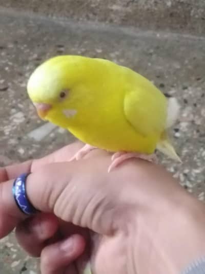 One pair and one male single breeding pair