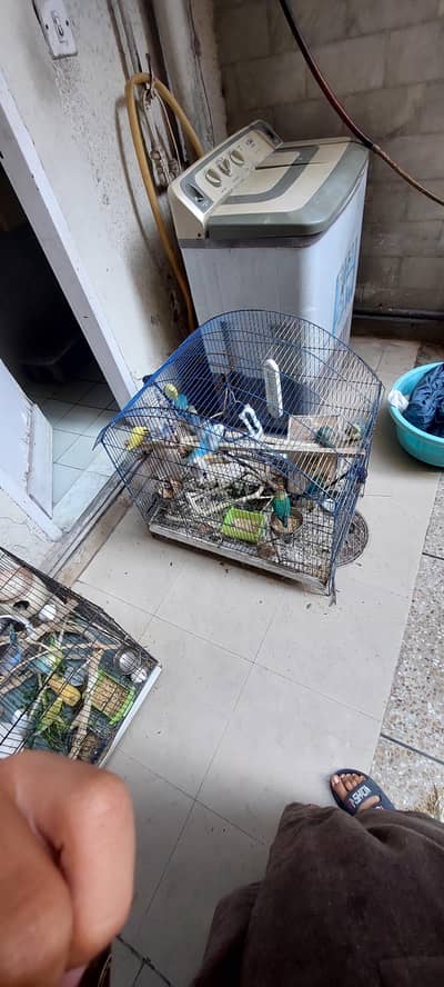 laswing budgies,,king size budgies ,rainbow budgies, grey budgies