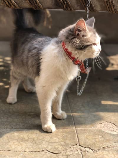 male cat Persian 11 months