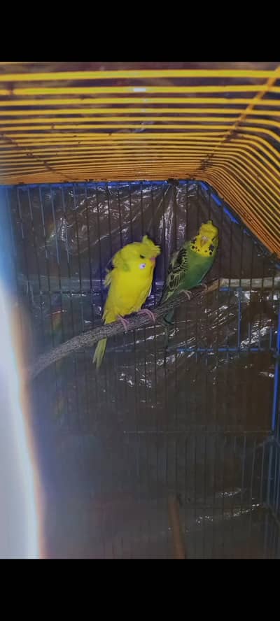 2  hogoromo pair for sale WhatsApp 0300 6635488