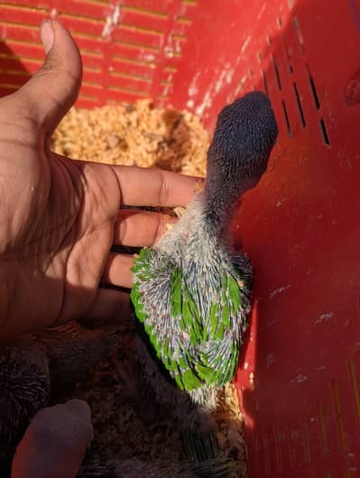 Green parrot for sale