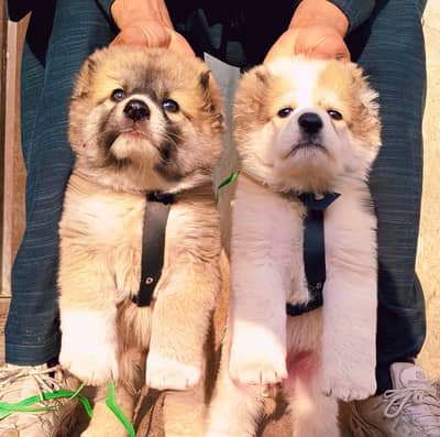 Alabai Pair / security Dog / Afghan Kochi / King kurdish kangal pair