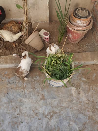 Male and Female Breeders
