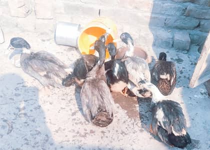 Desi Ducks for Sale Healthy Battakh