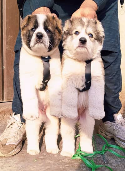 Afghan Kochi / King kurdish kangal pair / Alabai Pair / security Dog
