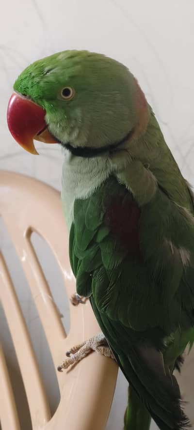 Raw parrot pair hand teamed talking No bite