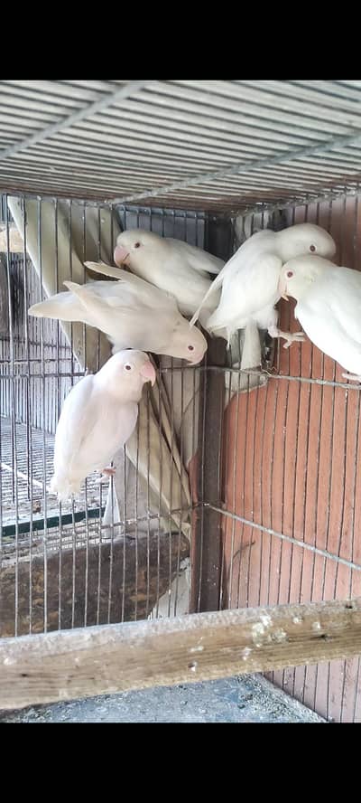 Albino red eyes breeder pieces