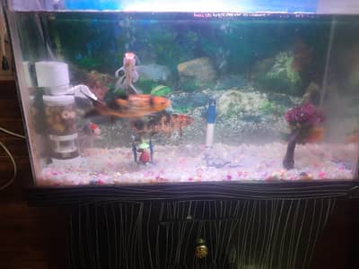 fish and tank for sell