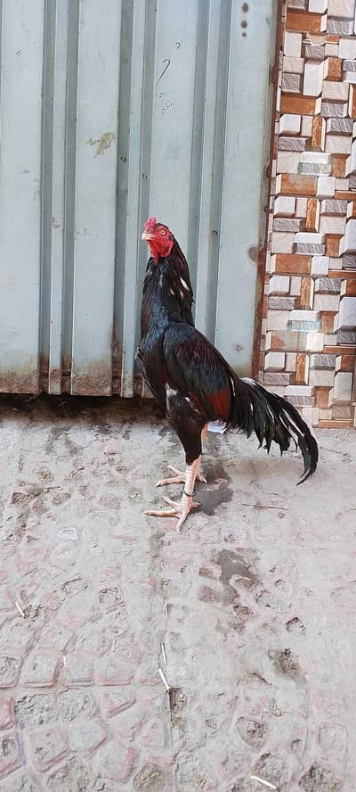 Top quality aseel for sale