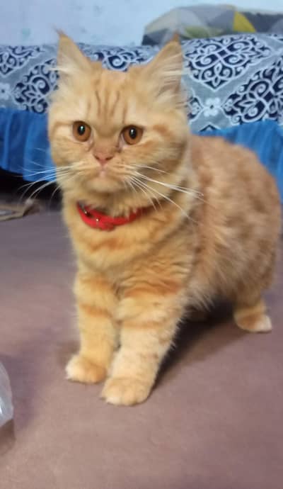 vaccinated ful playing cat  trained