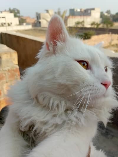 person cat breeds two eyes dubble cost