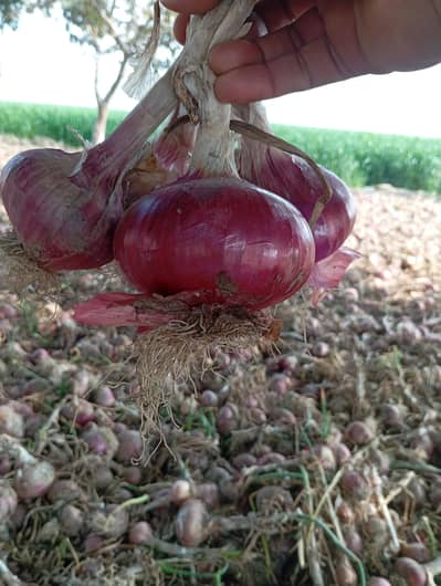 organic onion/piyaz