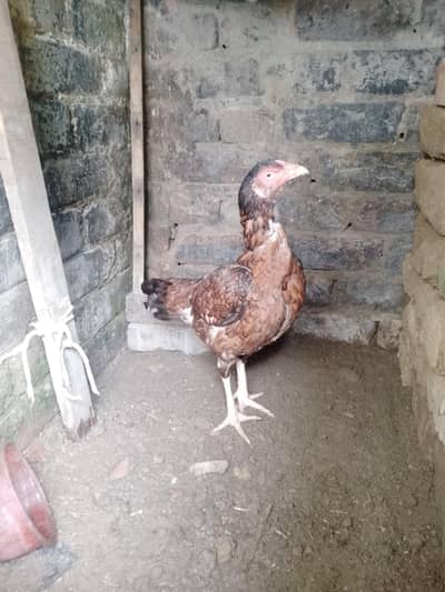 aseel murgi healthy active03054176884