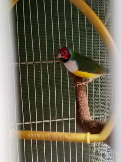 Finch for sale - Liaquatabad