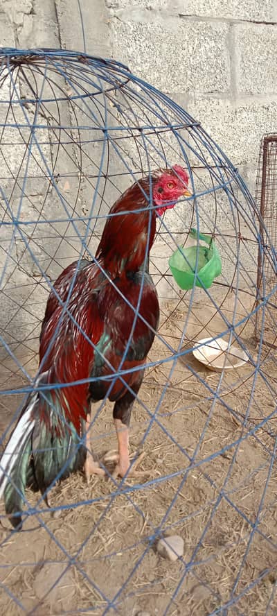 aseel murga havavasnsmsmsm