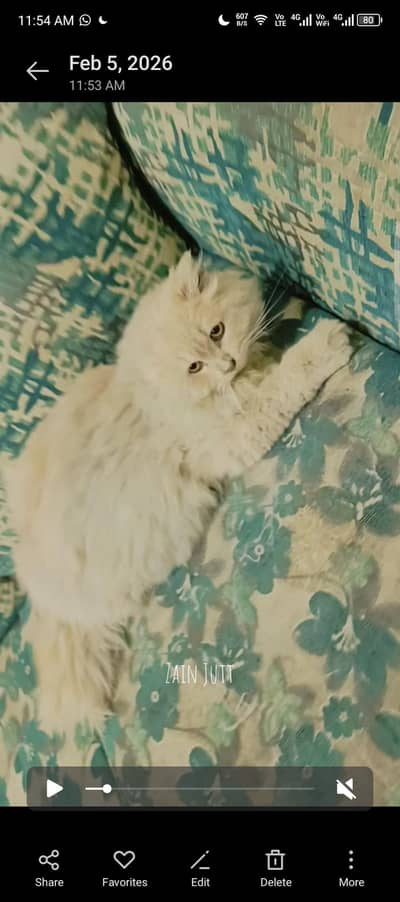 Persian cat triple court