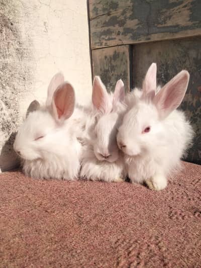 pure angura  for sale per piece1600