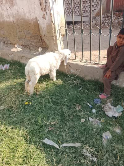 larkana dumba sell urgent