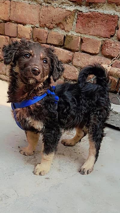 Bakharwali male just Exchang