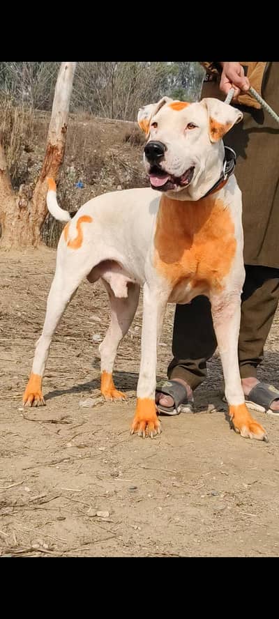 Lappa gultair male age 10 month for sale