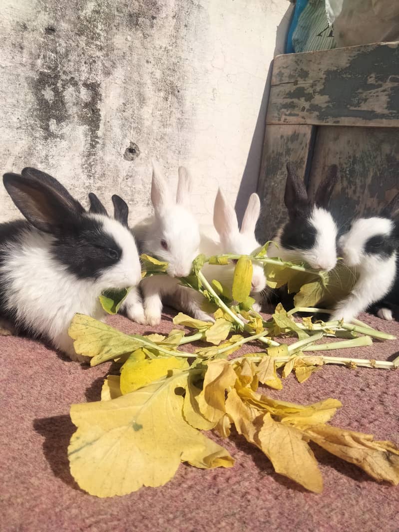 rabbits bunny for sale per piece 600 - Rabbits - 1111079875
