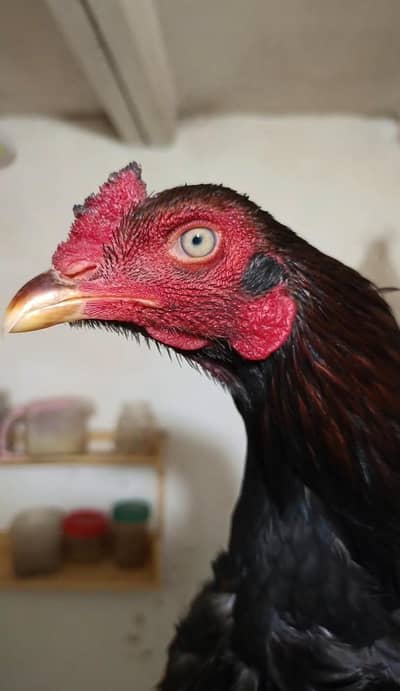 Billa patha available