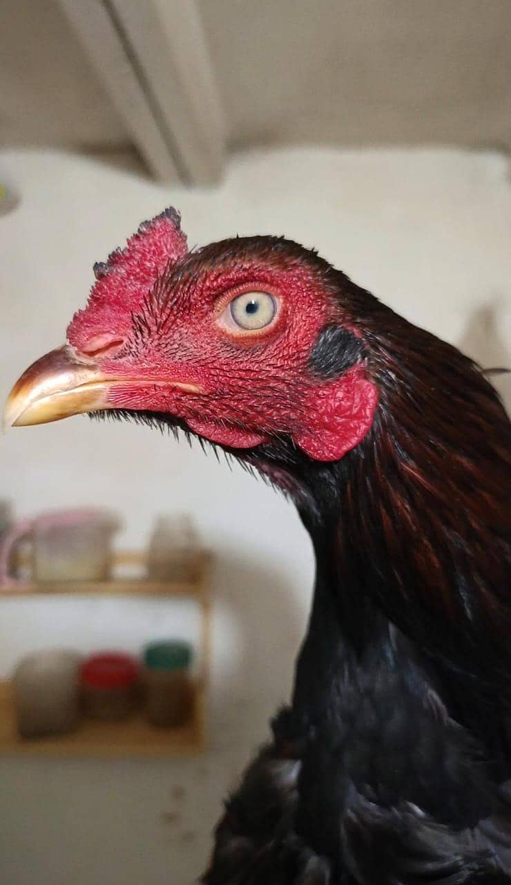 Billa patha available 0