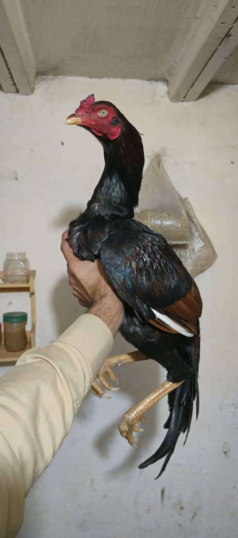 Billa patha available 1